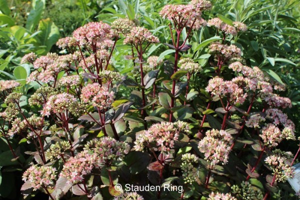 Große Garten-Fetthenne – Sedum telephium ’Matrona’